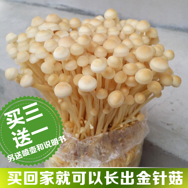 金针菇家庭养植多肉植物阳台种植食用菌菌包菌种蘑菇种子食用菌 易菇商城 食用菌商城 食用菌全产业链电商平台