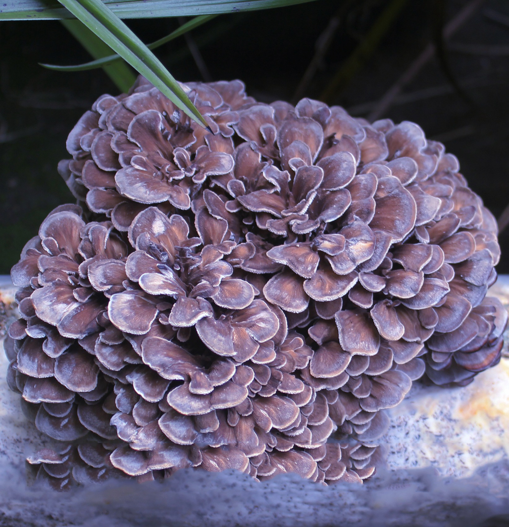麻栗树菌图片